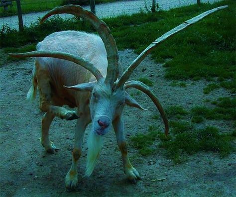 Animals-With-Threatening-Auras Goat Simulator, Creepy Animals, Pictures Of Animals, Scary Animals, Weird Animals, An Animal, All I Want, Creature Design, 귀여운 동물