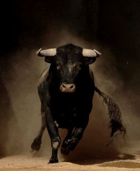 Ox Tattoo, Taurus Bull Tattoos, Bull Animal, Charging Bull, Bull Painting, Taurus Bull, Bull Art, Taurus Zodiac Facts, Bull Tattoos