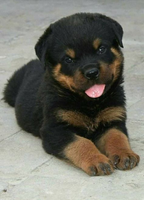 Baby Rottweiler, Very Cute Dogs, Baby Animals Pictures, Australian Shepherds, Rottweiler Puppies, Cute Little Puppies, Rottweiler Dog, West Highland Terrier