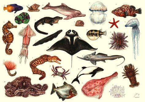 27 Tropical species - Brazilian seas and rivers on Behance Sea Life Tattoos, Fauna Illustration, Underwater Life, Natural History, Animal Illustration, Sea Life, Sea Creatures, Moose Art, Art Drawings