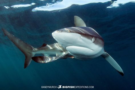 Dusky Shark, Marine Photography, Types Of Sharks, Shark Photos, All About Sharks, Shark Pictures, Beautiful Sea Creatures, Water Animals, Sea Slug