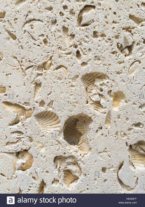 Detail of fossils in an Italian Travertine stone tile Stock Photo, Royalty Free Image: 132453327 - Alamy Tabby Fireplace, Travertine Material Board, Travertine Facade, Travertine Aesthetic, Material Exhibition, Travertine Pattern, Travertine Marble Texture, Concrete Aesthetic, Travertine Stone Texture Seamless