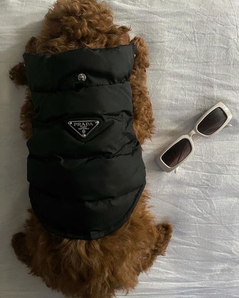 Accessories For Black Dog, Luxury Dog Aesthetic, Bougie Dog Aesthetic, Luxury Dog Clothes, Maltipoo Accessories, Dog Clothes Aesthetic, Aesthetic Dog Clothes, Dog Accessories Aesthetic, Bougie Dog