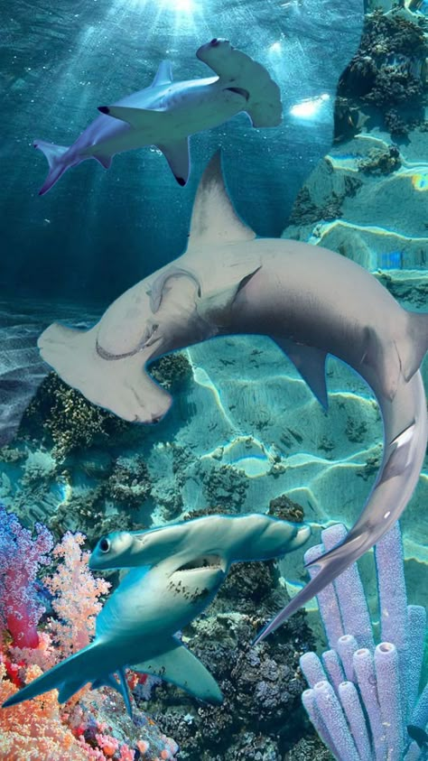 Hammerhead Shark Facts, Shark Wallpaper, Shark Facts, Shark Photos, Shark Pictures, Shark Art, Underwater Animals, Hammerhead Shark, Ocean Water