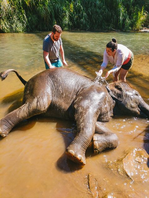 Hanging out with elephants in Chiang Mai is a Thailand bucket list item. But what is the experience really like? #travel #thailand #chiangmai #elephants Elephants In Thailand, Thailand Bucket List, Elephant Camp, Elephant Nature Park, Thailand Elephants, Board Wallpaper, Asia Trip, Vision Board Wallpaper, Elephant Sanctuary