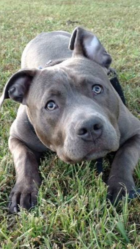 Blue Staffy Sophie Blue American Staffy, Blue Pitbull Full Grown, Amstaff Blue, English Staffy Puppies, Blue English Staffy, Blue Staff, Blue Staffy Puppy, English Staffy, American Staffy