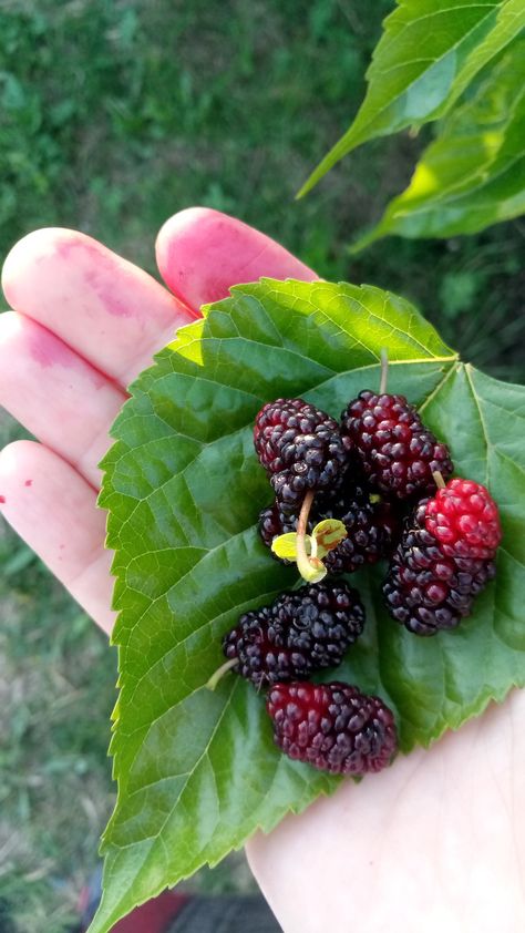 Kara dut Fruits Pics, Mulberry Plant, Healthiest Fruits, Mulberry Recipes, Tree Aesthetic, Fruit Picture, Mulberry Tree, Fruit Carving, Beautiful Fruits