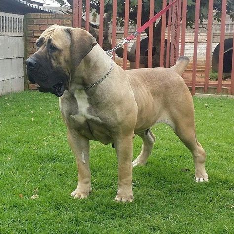 Dog Breed ➡️ SOUTH AFRICAN BOERBOEL 🐕Hillside View Serena Country South Africa 🇿🇦 Owner - Hector Thato Mpete(HTM Boerboels) African Dog, South African Boerboel, Bull Mastiff Dogs, South African Mastiff, African Boerboel, Mastiff Breeds, Big Dog Breeds, Mastiff Dogs, Animal References