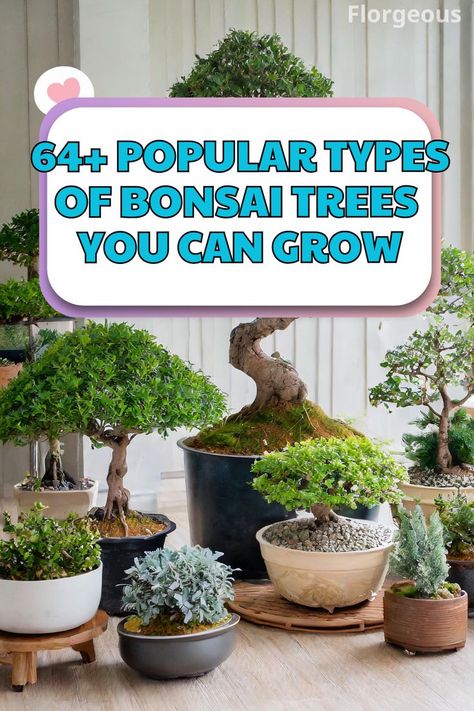 Types of Bonsai Trees Types Of Bonsai Trees, Boxwood Bonsai, Tree Types, Japanese Bonsai Tree, Bonsai Pruning, Rain Tree, Maple Bonsai, Bonsai Tree Types, Bonsai Care