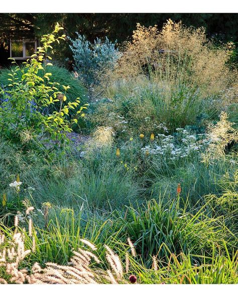 Claire Takacs på Instagram: “Beautiful light catching planting in the amazing dry garden & nursery at @lejardinchampetre in the Languedoc, France by Imogen Checketts…” Claire Takacs, Languedoc France, Dry Garden, Garden Nursery, August 10, Beautiful Lights, Green Thumb, Planting, The Amazing