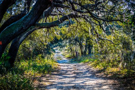 12 Best Hikes In Orlando You Shouldn't Miss - Florida Trippers Florida Hiking Trails, Hiking In Orlando Florida, Florida Getaways, Hiking In Florida, Florida Trail, Florida Getaway, Miss Florida, Florida Parks, Vacation 2024