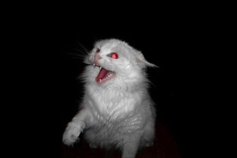 Scary Cat Pfp, Hissing Cat Drawing Reference, Dark White Aesthetic Grunge, Scary White Aesthetic, Cats Hissing, Camera Flash Aesthetic, Cat Glowing Eyes, White Cat Aesthetic, Starflesh Core