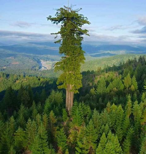 Hyperion, the world's tallest tree at 379.7 feet (115.61 meters) Redwood National Park, California Sequoia Sempervirens, Coast Redwood, Socotra, Redwood National Park, Giant Tree, Redwood Tree, Redwood Forest, California National Parks, Sequoia National Park