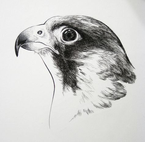 Peregrine Falcon Art, Falcon Sketch, Peregrine Falcon Drawing, Falcon Drawing, Falcon Art, Sketchbook Ideas Inspiration, Eagle Drawing, Abc Art, Owl Coloring Pages