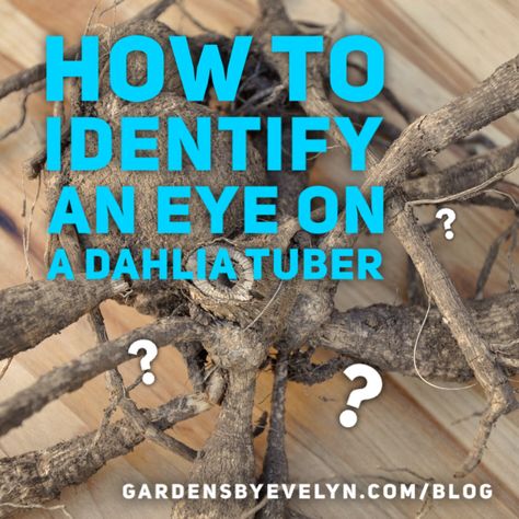 Are you unsure of what or where the eye is on a dahlia tuber? Do you have a tuber with small eyes that are hard to spot?  Identifying eyes on a dahlia tuber proves that it is able to grow. Ideally, dahlia tubers should also be planted with their eyes facing up. However, sometimes these eyes are pretty hard to spot. Learn how to identify dahlia tuber eyes. How To Divide Dahlia Tubers, How To Plant Dahlias, Dahlia Tuber Planting, Waking Up Dahlia Tubers, Saving Dahlia Tubers, Planting Dahlia Tubers, How To Plant Dahlia Tubers, Dahlia Flower Garden, Dahlia Care