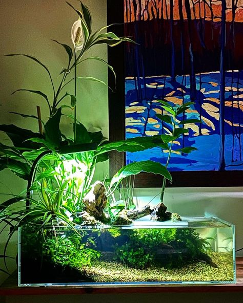 Shallow Planted Tank, Bamboo Aquascape, Shallow Tank Aquascape, Shallow Aquascape, Shallow Aquarium, Fish Aquarium Decorations, Fish Tank Terrarium, Fish Tank Design, Aquascape Design