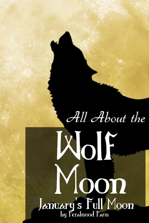 Learn about the Wolf Moon, January’s Full Moon. Learn about the history, alternative names, correspondences, and how to utilize its energy in your magickal workings. January Full Moon, January Moon, Full Moon Names, Full Moon Spells, Thunder Moon, Sturgeon Moon, Moon Names, Cold Moon, Capricorn Season