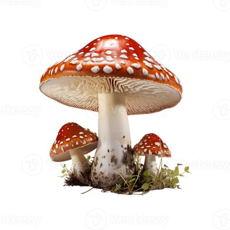 Mushroom Icon, Mushroom Png, The Mushroom, Phone Design, Png Transparent Background, Png Transparent, Free Png, Transparent Background, Royalty