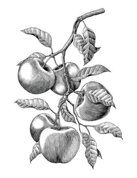 Apple Branch, Branch Drawing, Apple Illustration, Drawing Vintage, Engraving Illustration, Fruit Illustration, Hand Drawing, Ink Illustrations, Pen Art