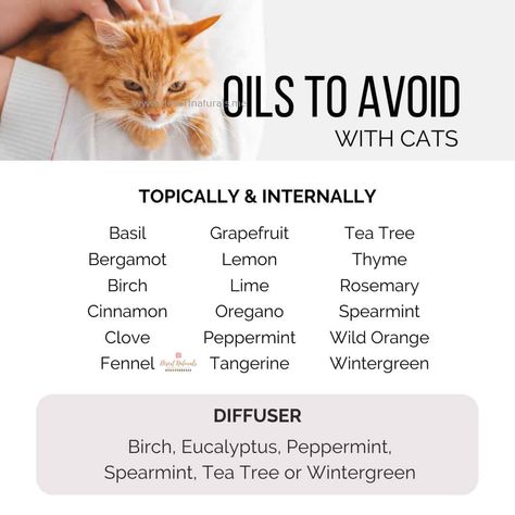 Essential Oils Safe For Cats 11 Cat Safe Essential Oils To Diffuse, Essential Oils Safe For Cats, Essential Oils Cats, Grapefruit Tree, Essential Oils Dogs, Holistic Pet Care, Are Essential Oils Safe, Essential Oil Diffuser Blends Recipes, Essential Oils Health