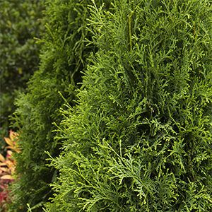 10 Evergreen Shrubs for Privacy (Zone: 3 – 7) | Grow Beautifully Danica Arborvitae, Shrubs For Privacy, Low Growing Shrubs, Tall Shrubs, Italian Cypress, Monrovia Plants, Evergreen Hedge, Zone 7, American Garden