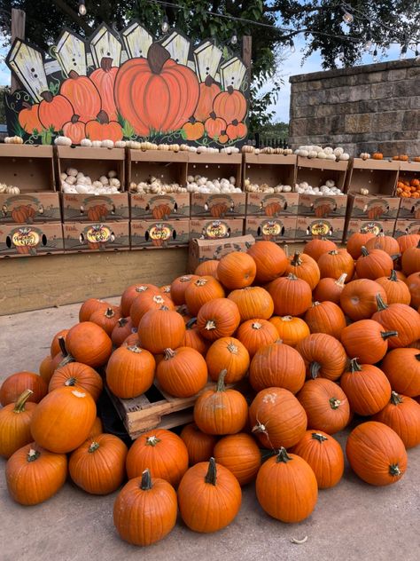 October Goals, Pumpkin Patch Photography, Spooky Activities, Seasonal Aesthetic, Fall Aesthetic Pictures, Filler Instagram, Fall Core, Colocasia Esculenta, Pumpkin Patch Birthday