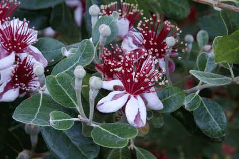 pineapple guava tree Pineapple Guava Tree, Saucer Magnolia Tree, Pineapple Guava, Guava Tree, Full Sun Perennials, Sun Perennials, Birds And The Bees, Fast Growing Trees, Plant Tags