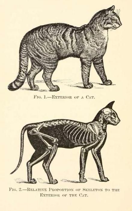 #boden #magicalmenagerie cat skeleton Skeleton Anatomy, Cat Skeleton, Cat Anatomy, Animal Skeletons, Animal Study, Animal Bones, Scientific Illustration, Anatomy Drawing, Animal Sketches