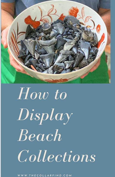 Display Beach Finds, Sharks Tooth Display, Shark Teeth Collection Display, Display Shark Teeth, Shark Tooth Collection Display, Displaying Rocks From Vacation, Seashell Storage Ideas, How To Display Shark Teeth, Sharks Teeth Display