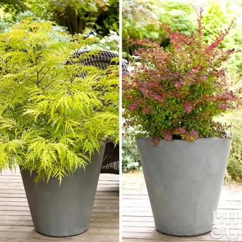 Container Shrubs, Shrubs In Containers, Evergreen Container, Small Space Garden, Colorful Shrubs, Container Gardening Ideas, Types Of Shrubs, Plants In Pots, Tattoo Plant