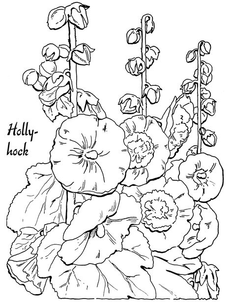 Adult coloring page of hollyhocks Hollyhocks Flowers, Vintage Halloween Images, The Graphics Fairy, Butterfly Images, Graphics Fairy, Vintage Postage Stamps, Halloween Images, Flower Coloring Pages, Cute Coloring Pages