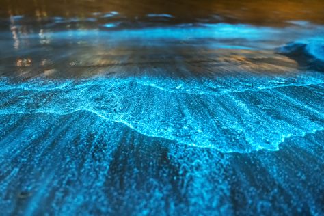 7 Bioluminescent Beaches and Bays That Glow at Night | Oyster.com Indian River Lagoon, Beach Glow, Puerto Rico Beaches, Bioluminescent Bay, Sea Of Stars, San Juan Island, Beach At Night, Kayak Tours, Sea Kayaking