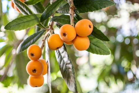 Calamondin Orange Tree, Loquat Fruit, Japanese Apricot, Loquat Tree, Japanese Plum, Orange Water, Orange Plant, Citrus Trees, Download Image