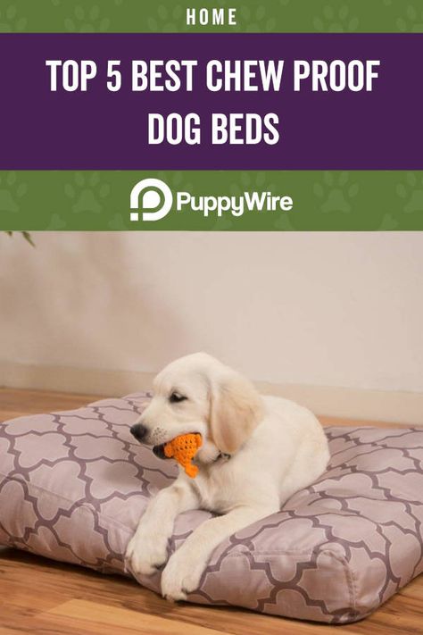 Does your dog chew up their dog bed all the time? Read our buyer's guide and reviews to find the best chew proof dog bed for your aggressive chewer. Activities For Dogs On Crate Rest, Stop Dog From Chewing Everything, How To Train Your Dog To Sleep In Crate, Best Chew Toys For Puppies, Chew Proof Dog Bed, Indestructable Dog Bed, Dog Crate Bed, Crate Bed, Puppy Chewing