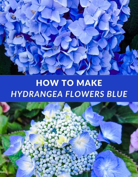 Wonder how your hydrangeas turn from pink to blue, or vice versa? Dive into hydrangea color change, & learn how blue hydrangea flowers depend on soil pH. Unlock the secret to maintain captivating blue hydrangeas with our step-by-step guide. Details include change color of hydrangeas, how to change hydrangea color, how to make hydrangeas blue, how to turn hydrangeas blue, hydrangea color ph, hydrangea soil, soil for hydrangeas, & soil pH for hydrangeas. Hydrangea gardening made easy! Hydrangea Color Change, Hydrangeas Blue, Hydrangea Landscaping, Endless Summer Hydrangea, Blue Hydrangea Flowers, Hydrangea Bloom, Acid Loving Plants, Hydrangea Colors, Hydrangea Care