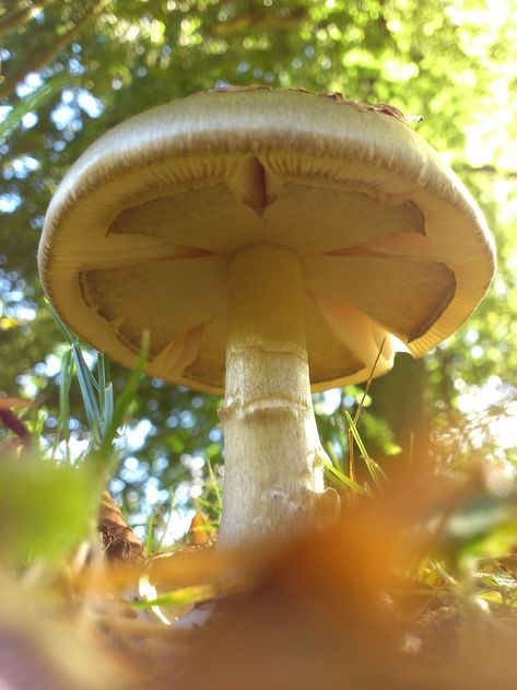 Octopus Stinkhorn, Puffball Mushroom, Amanita Phalloides, Beautiful Mushrooms, Nature Photographers, Plant Kingdom, Yellow Mushroom, Orange Mushroom, Slime Mould