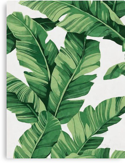 • Also buy this artwork on wall prints, apparel, stickers, and more. Banana Leaf Art, Wal Art, Trendy Plants, Botanical Leaves, Plant Background, Art Tropical, Plant Wallpaper, Banana Leaves, Plant Painting