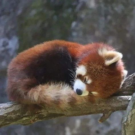 Animals Red Panda, Panda Photos, Red Panda Cute, Red Panda Baby, Cute Kawaii Animals, Silly Cats Pictures, Pretty Animals, Like Animals, Silly Animals