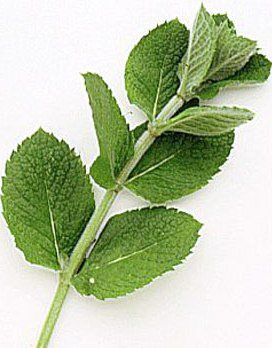 How To Make Your Own Peppermint Essential Oil Peppermint Essential Oil Recipes, Peppermint Plant, Diy Projects To Make And Sell, Peppermint Plants, Essential Oil Extraction, Essential Oil Remedy, Making Essential Oils, Oil Remedies, Peppermint Leaves