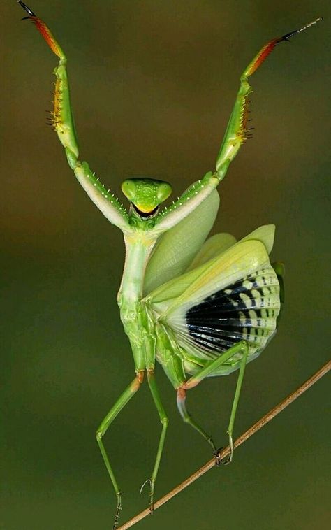 Weird Insects, Cool Insects, Limassol Cyprus, Insect Photography, Cool Bugs, Bug Art, Macro Shots, Beautiful Bugs, Praying Mantis