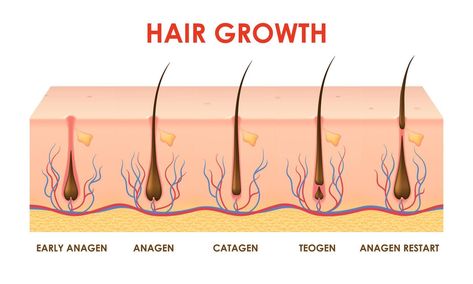 Hair growth cycle, follicles phase in human scalp Hair Cycle, Hair Biology, Thick Hair Growth, Hair Growth Cycle, Eyebrow Growth, Scalp Health, Cityscape Photos, Logo Banners, Heart With Arrow