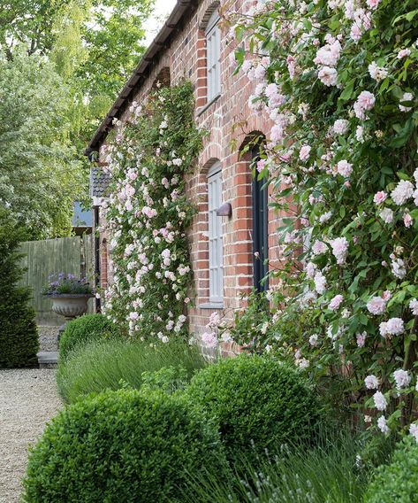 New Dawn Climbing Rose, Climbing Roses Trellis, White Climbing Roses, Wall Climbing Plants, Red Climbing Roses, Clematis Trellis, Rose Trellis, Flowers Growing, Walled Garden