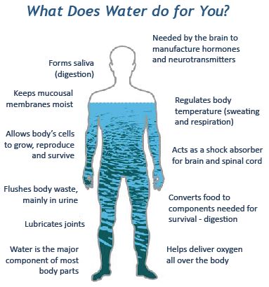 Water Study, Importance Of Water, Benefits Of Drinking Water, Water Health, Water Per Day, Structured Water, Kangen Water, Body Cells, Water Intake