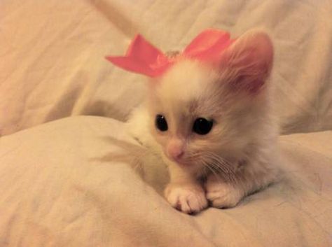 Oh my gosh! This has to be one of the most adorable little baby kittens ever. I love her; bow and all! <3 White Kitten, Pink Bow, Pink, White