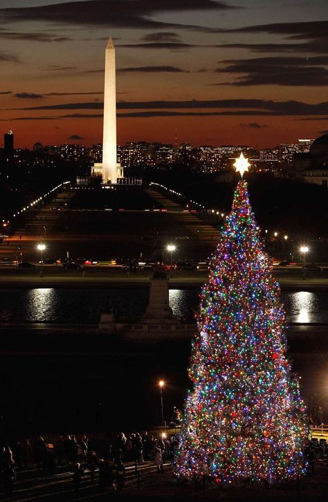 Washington, DC Dc At Christmas, Christmas In Dc, Washington Dc Christmas, Christmas Table Top Decorations, Tree Pictures, Dc Trip, Christmas Tree Pictures, Christmas Light Installation, Perfect View