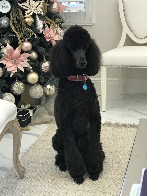 Standard Poodle Cuts, Standard Poodle Haircuts, Poodle Haircut Styles, Black Standard Poodle, Black Labradoodle, Poodle Hair, Poodle Haircut, Poddle, Poodle Puppy Standard