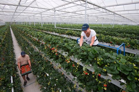 Vertical farming method to produce British strawberries ‘nine months a year’ | Harrow Times Poultry Farm Buildings, Hydroponic Strawberries, Greenhouse Farming, Smart Farm, Fruit Farm, Hydroponic Farming, Crop Production, Strawberry Farm, Farm Layout