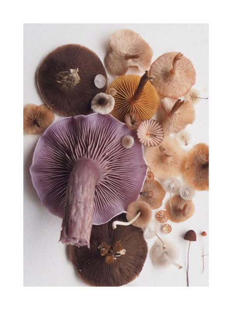 Mushroom Pictures, Art Appliqué, Texture Inspiration, Mountain Trails, Product Recommendations, Mushroom Art, Color Inspo, Natural Forms, Patterns In Nature