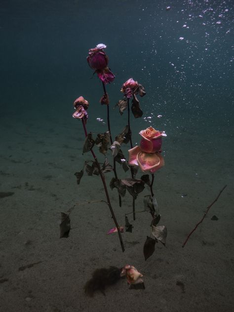 Ocean Portrait Photography, Flowers Underwater, Floating In The Ocean, Floral Photoshoot, Flowers In Water, Teal Aesthetic, Underwater Flowers, Ocean Flowers, Persona 2