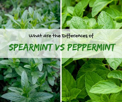 Are you wondering about the differences of spearmint vs peppermint? Get to know more information about these two mint plants by reading this post. Types Of Mint Plants, Mint Plant Care, Mint Garden, Growing Mint, Peppermint Plants, Snake Plant Care, Eco Garden, Types Of Herbs, Mint Plants